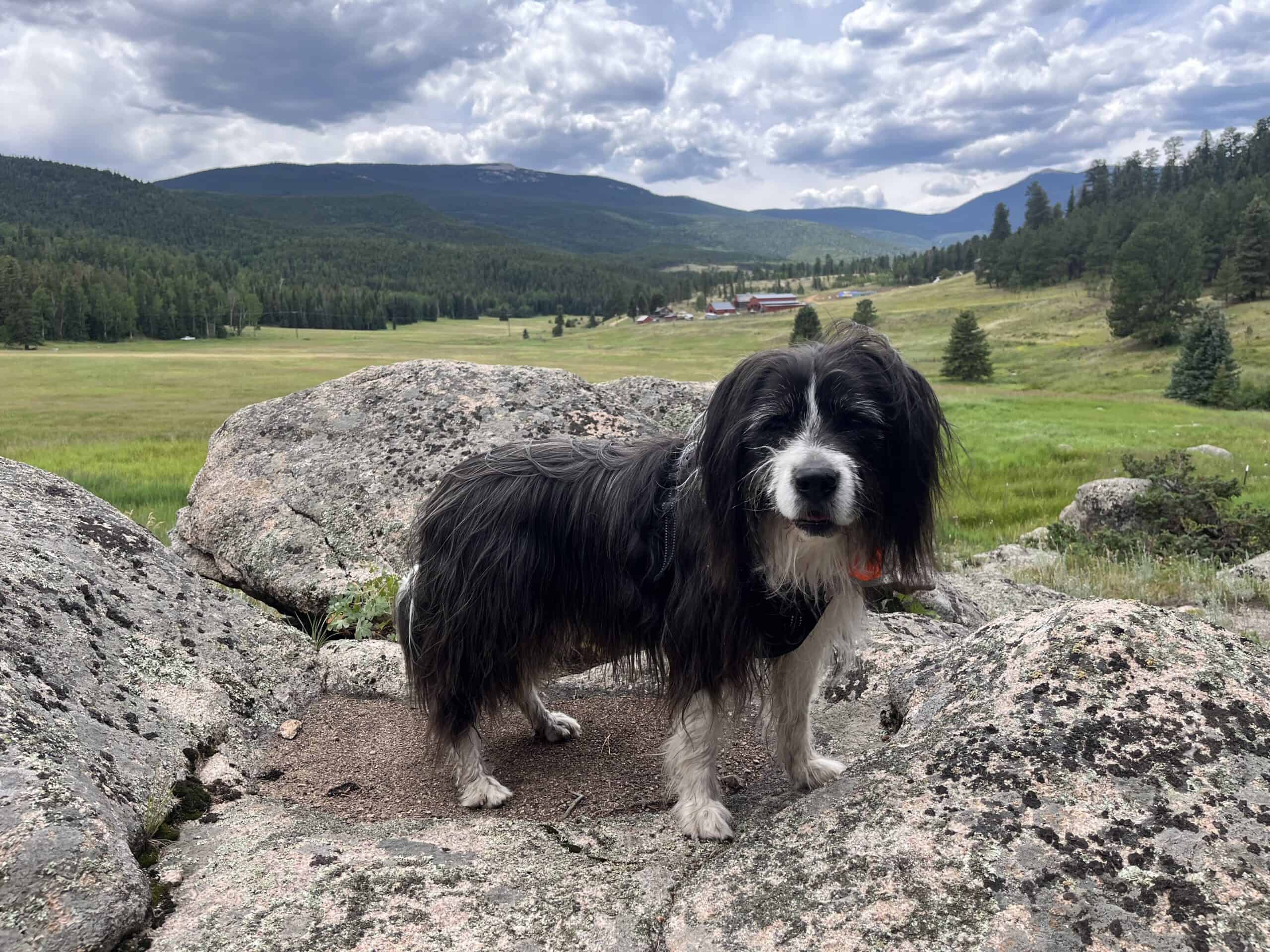 Barns climbing rocks in colorado mountains