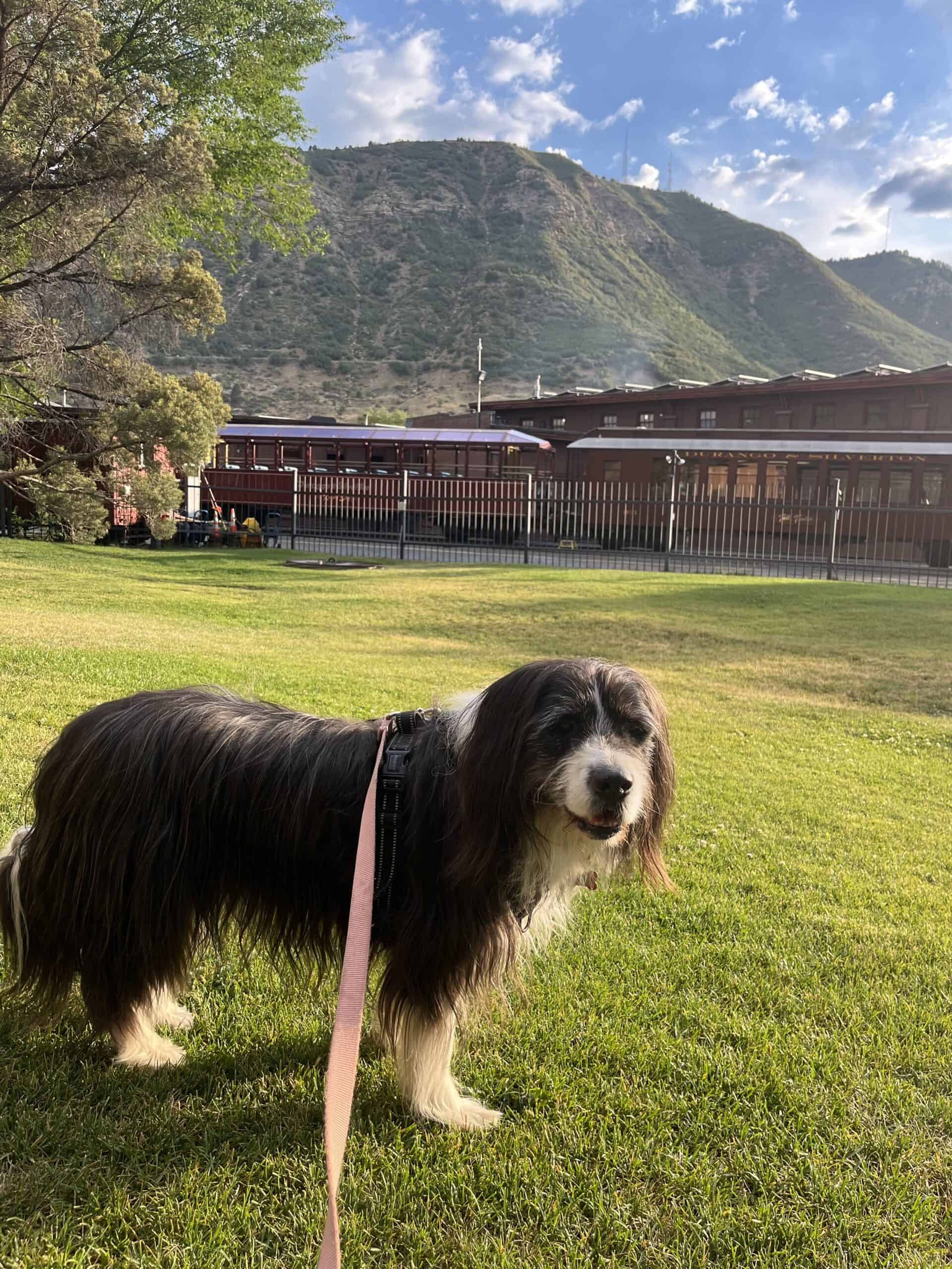 Barns enjoying dusk in Durango Colorado