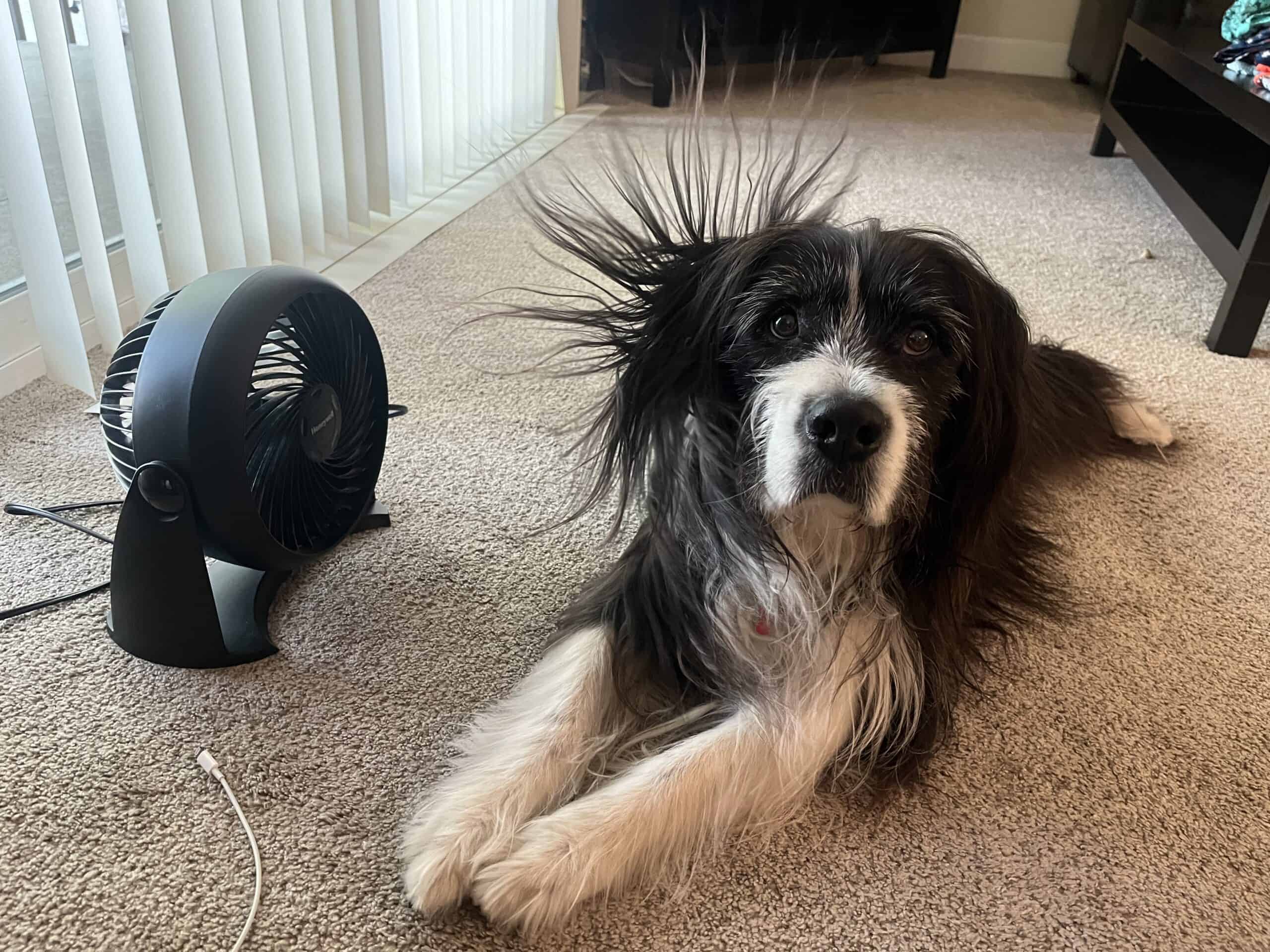 Barns enjoying the fan