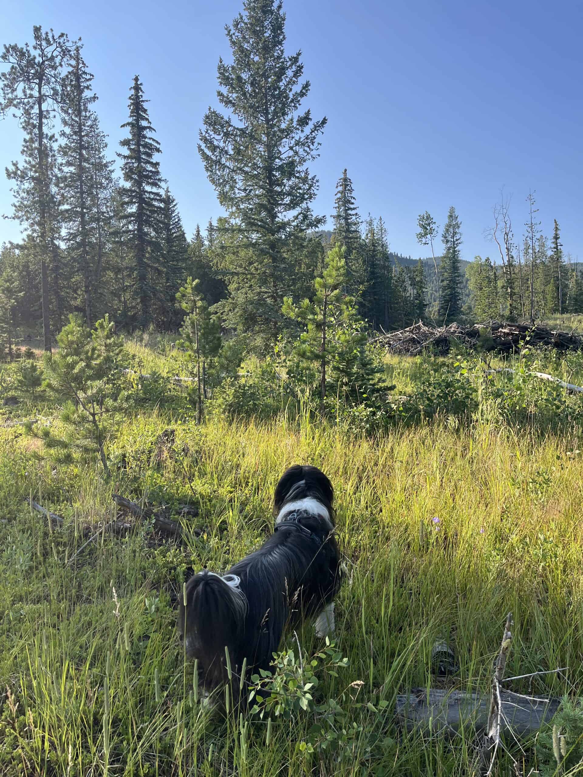 Barns exploring Colorado woods off leash