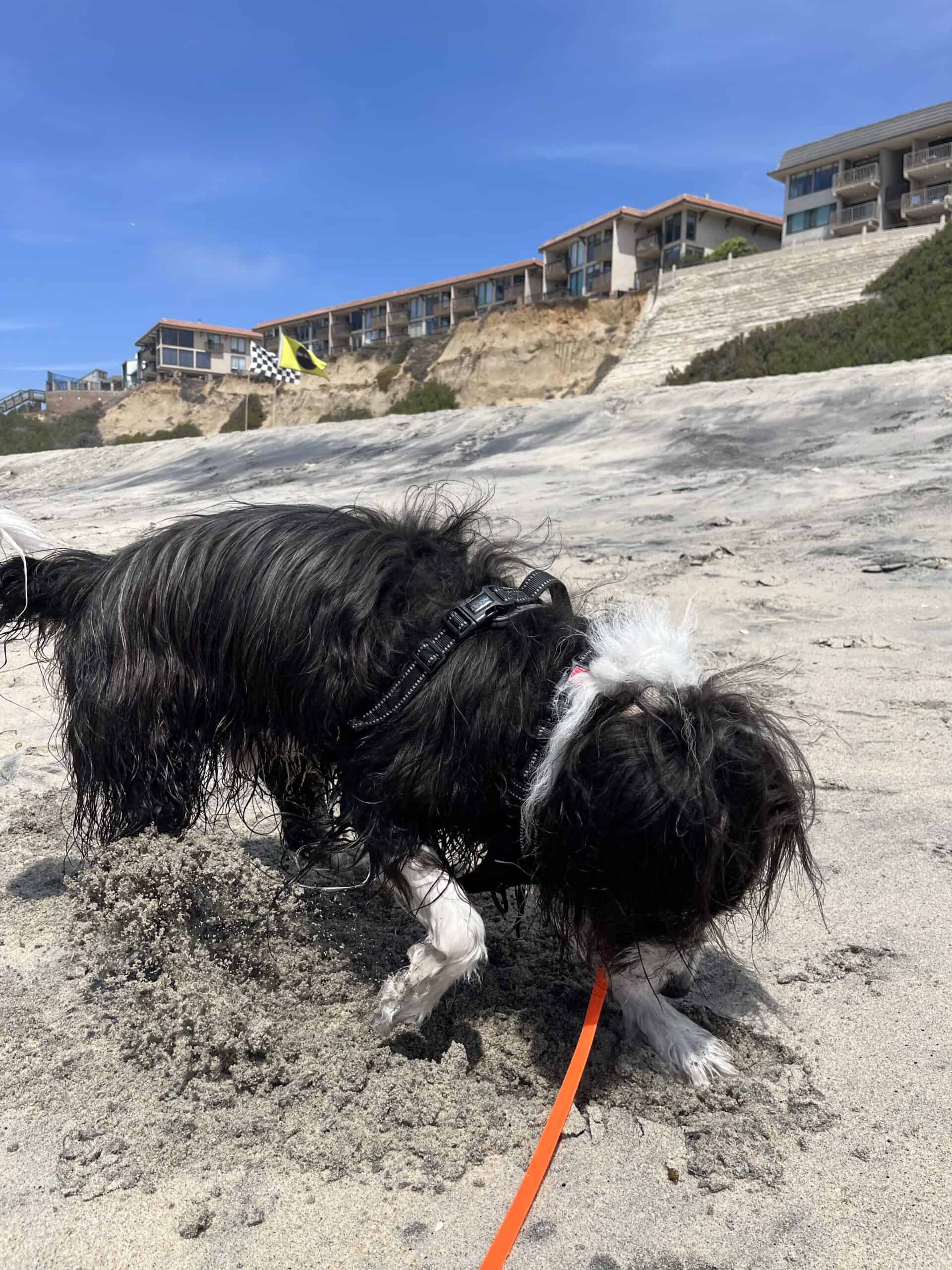 Dog Friendly Beach Del Mar