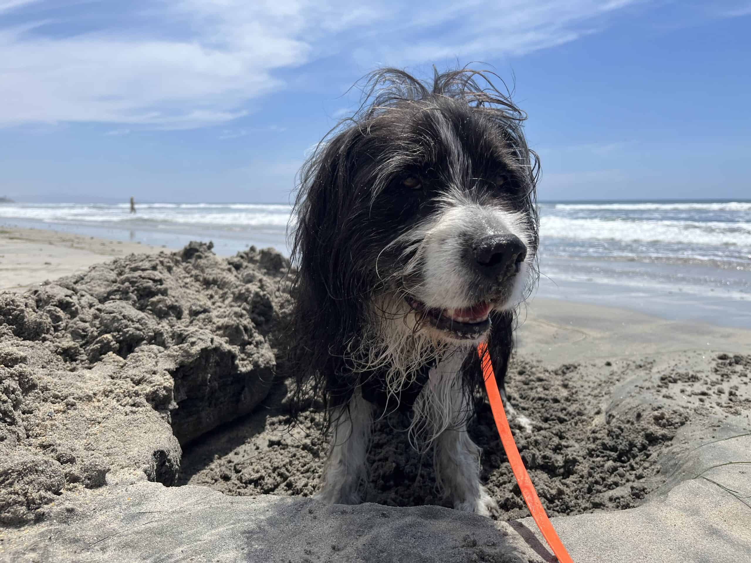Dog Friendly Beach San Diego