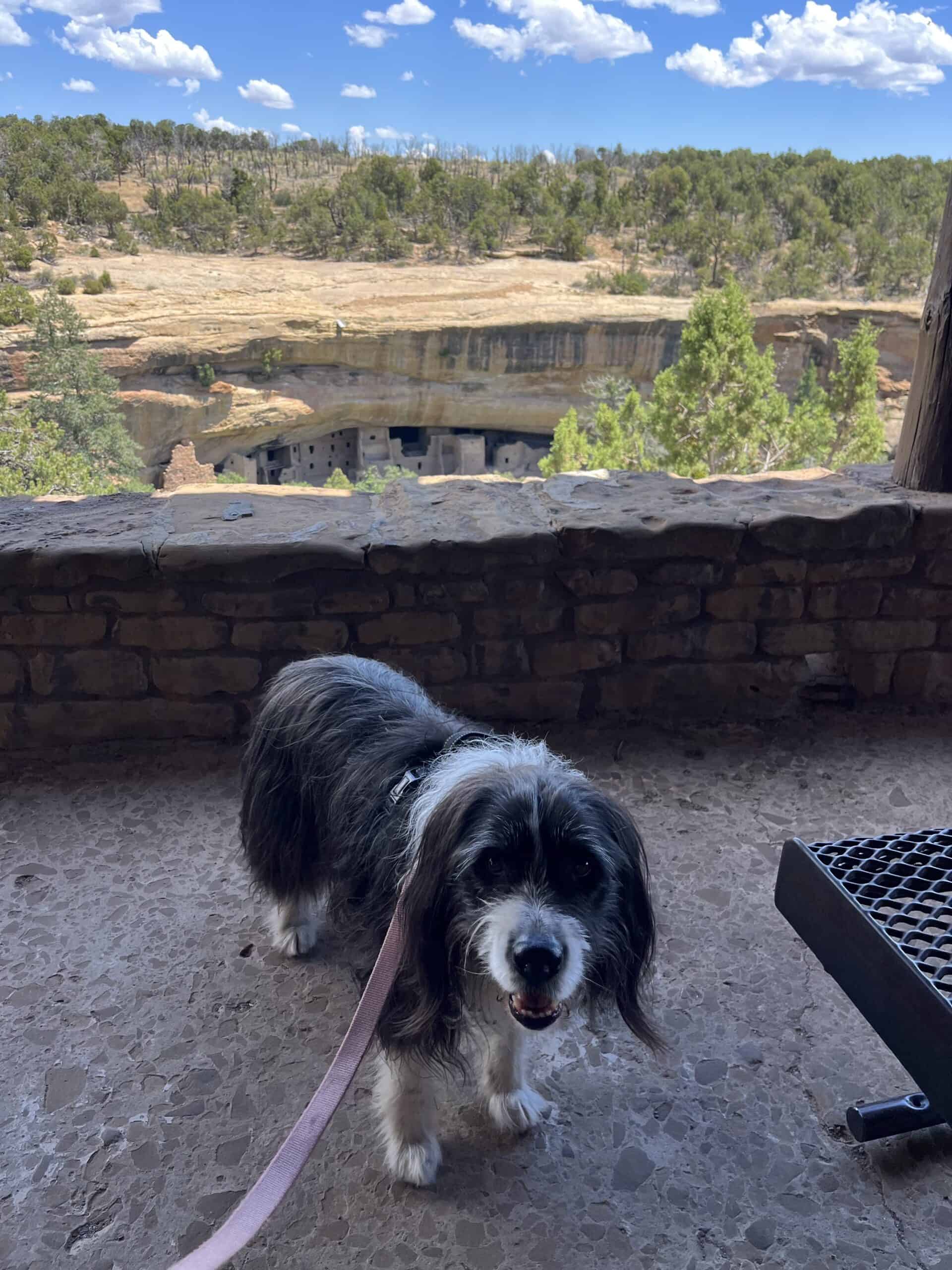 Dog Friendly Mesa Verde Colorado NP
