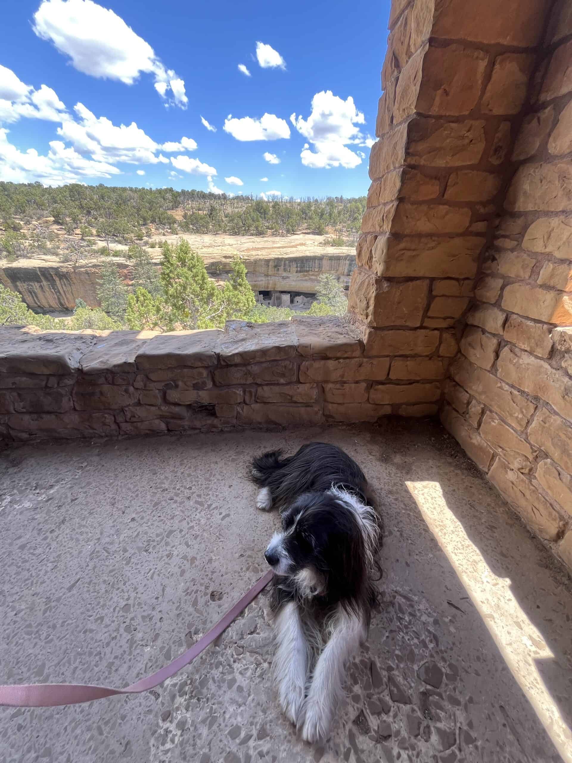 Dog Friendly Mesa Verde