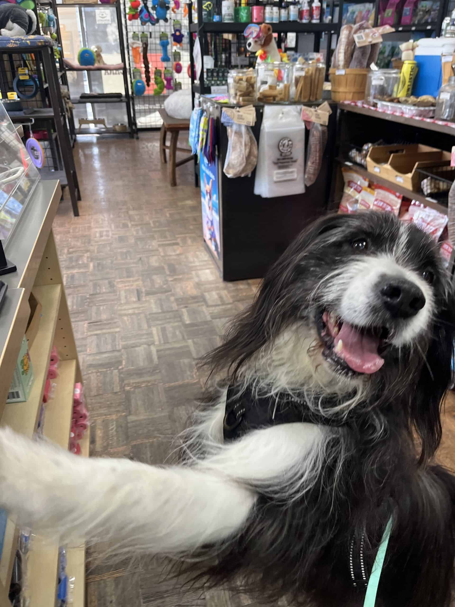 Dog Store Fun in San Diego