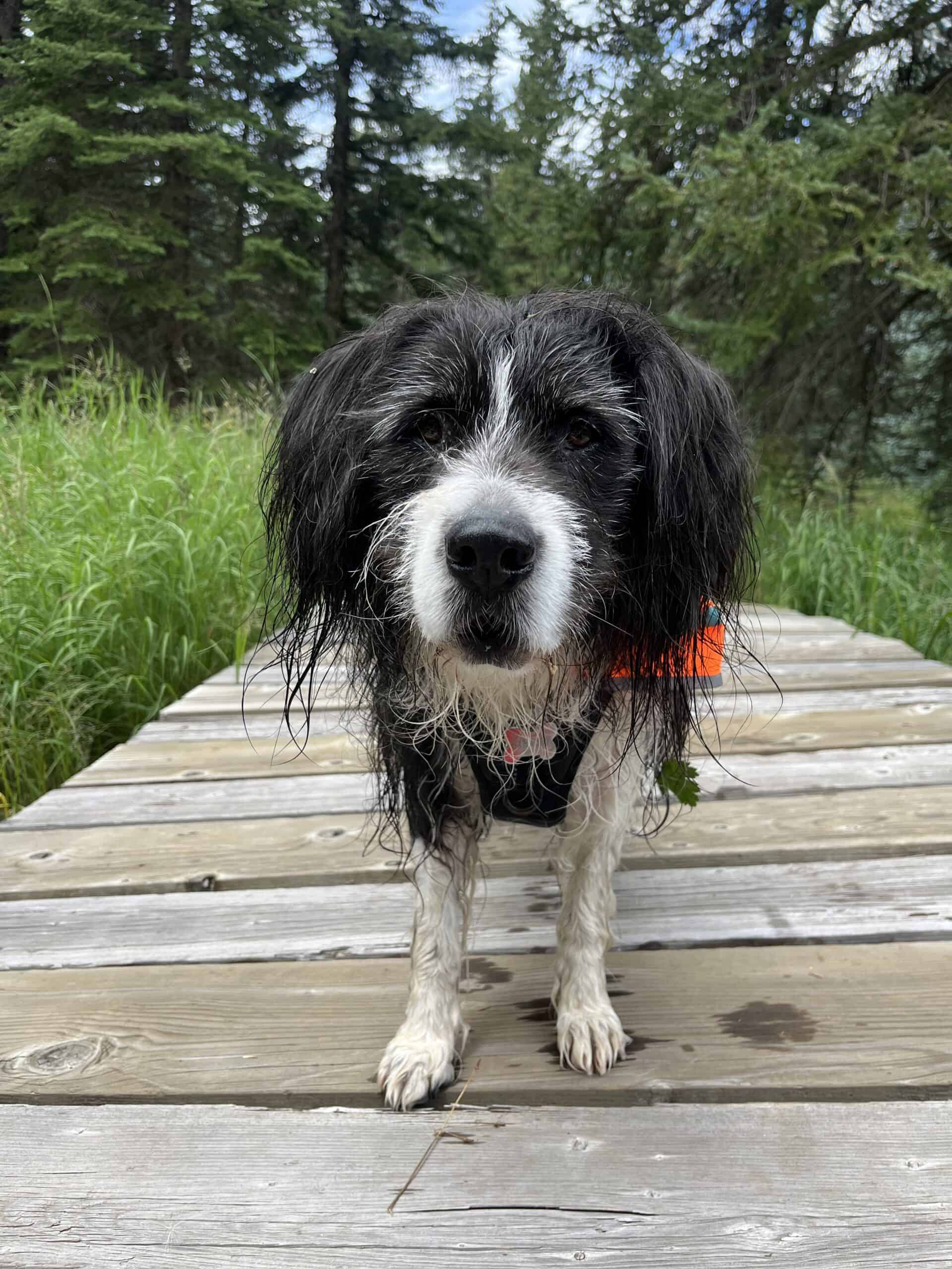 Wet Dog on creek bridge
