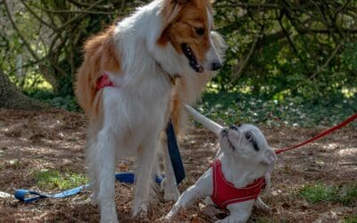 I invite you to learn about dog body language