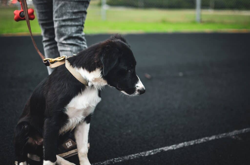 sad puppy on leash with human in background