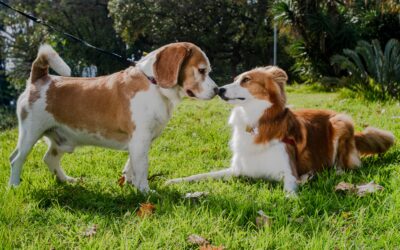 You don’t need a dog trainer