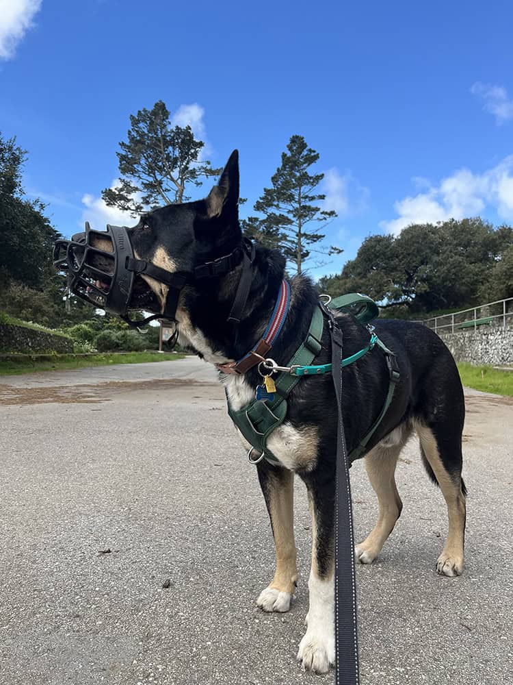 Good Dog Happy Dog reactive dog behavior support package