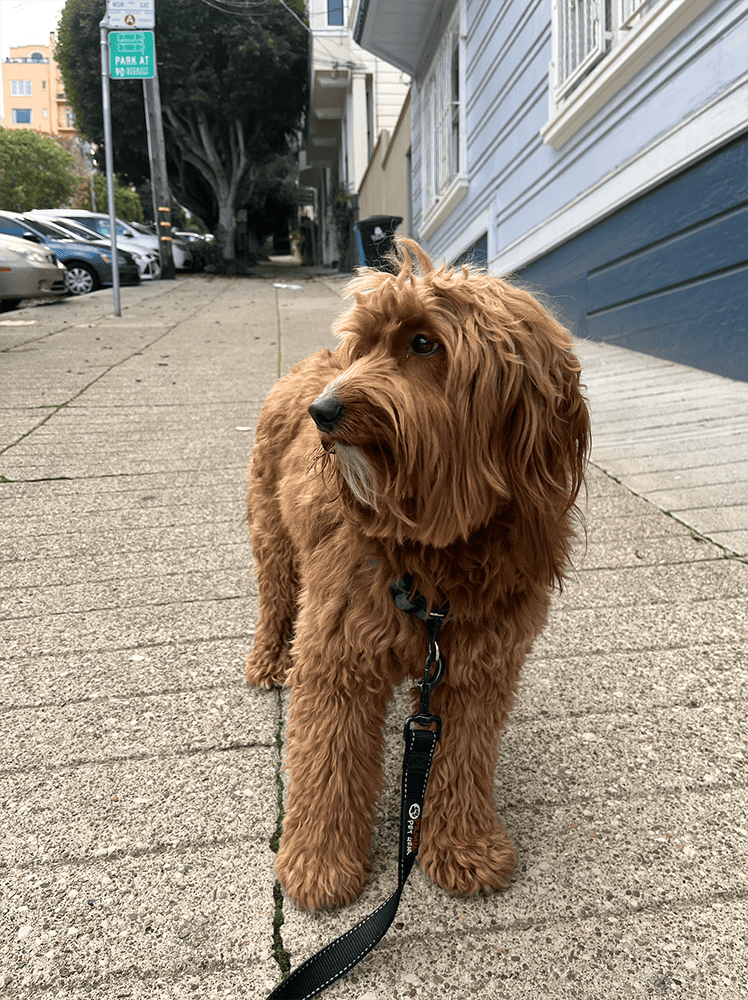 Good Dog Happy Dog reactive dog training package San Francisco