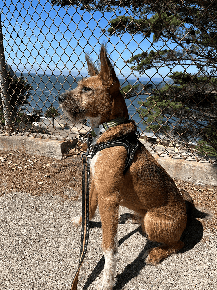 Help with your reactive dog locally in San Francisco