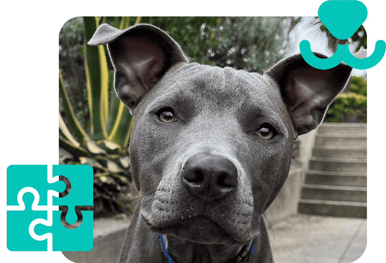 Reactive and anxious dog training San Francisco with Good Dog Happy Dog