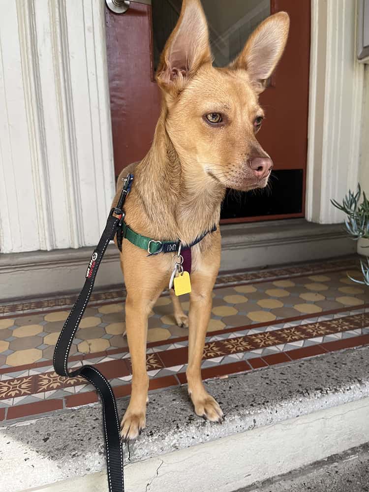 Reactive and anxious dog training and behavior support