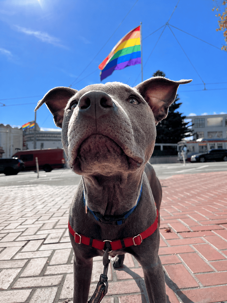 Reactive dog during behavior support session