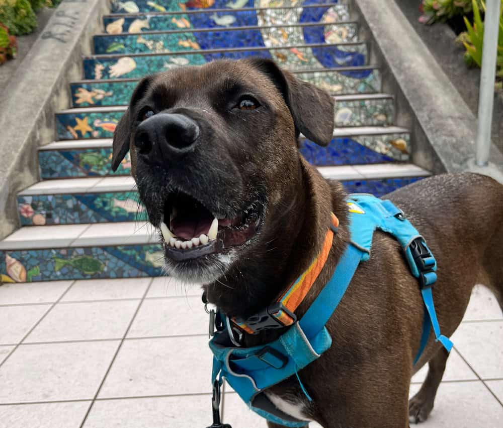 Senior dog support and care in San Francisco