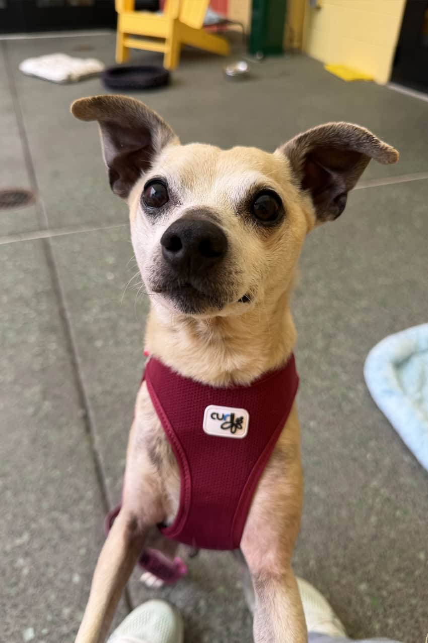 Support package for senior old dog