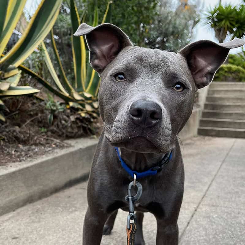 Dog supported through anxious and reactive dog training with Good Dog Happy Dog San Francisco