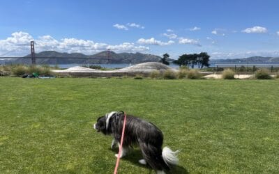It’s summer in San Francisco!